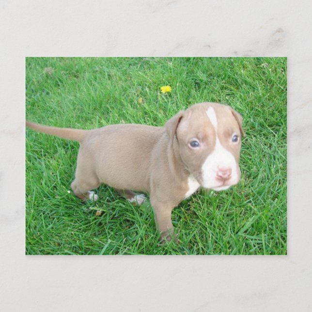 PITBULL PUPPY IN THE GRASS POSTCARD VYKORT (Framsida)