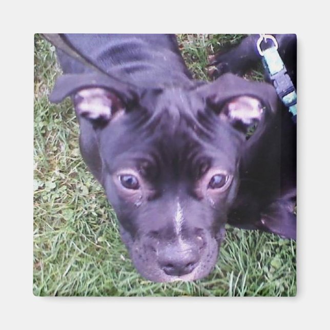 Pitbull Puppy Magnet (Framsidan)