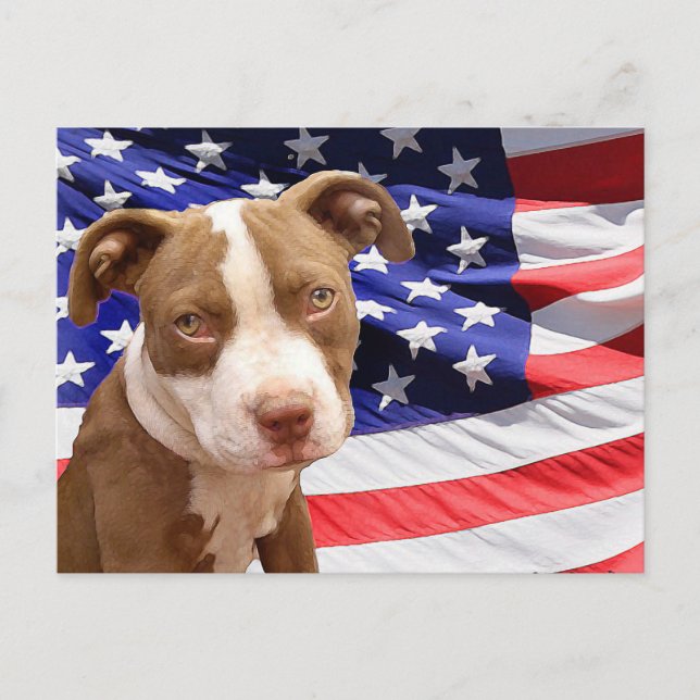Pitbull puppy vykort (Framsida)