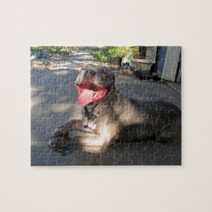 Pitbull Sloppy Hund Kiss Puzzle Pussel
