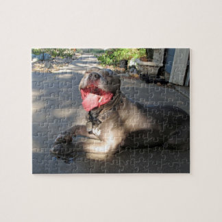 Pitbull Sloppy Hund Kiss Puzzle Pussel