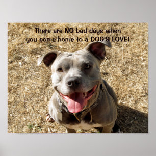 Pitbull Smiling Hund's Kärlek Poster