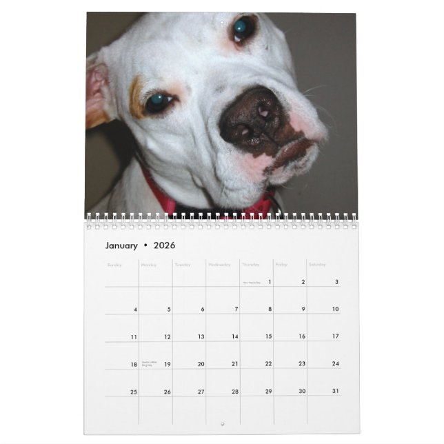 Pitbull spara avelkalendern kalender (Jan 2026)