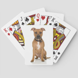 Pitbull Spel Kort