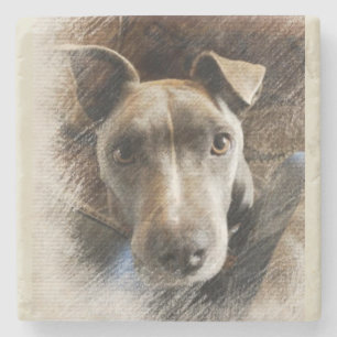 Pitbull Stenunderlägg