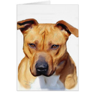 Pitbull Terrier OBS Kort