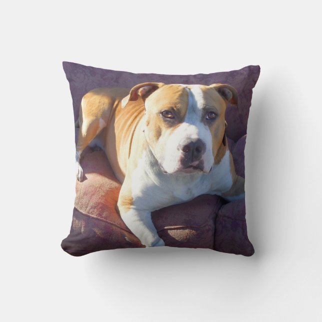 Pitbull terrierhund kudde (Framsida)