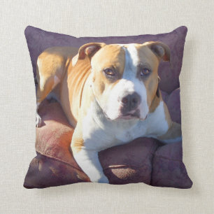 Pitbull terrierhund kudde