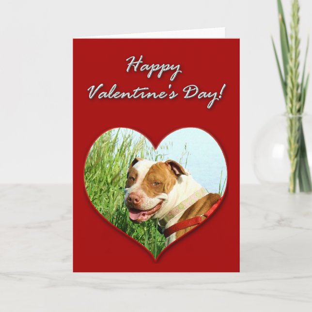 Pitbull valentines daykort helgkort (Framsida)