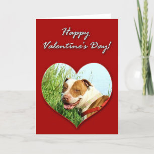 Pitbull valentines daykort helgkort