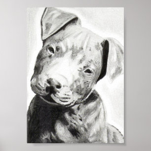 Pitbull-valp i penntryck av Jacob Grimm Poster