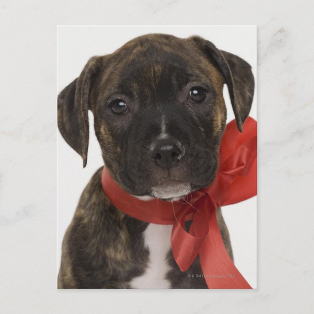 Pitbull-valp med rött band vykort (Framsida)