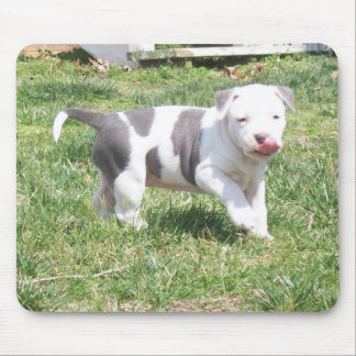 PITBULL-VALP MUSMATTA