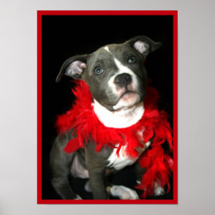 Pitbull-valpen poster
