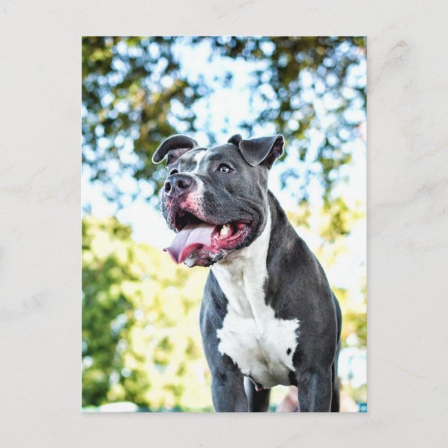 Pitbull Vykort (Framsida)