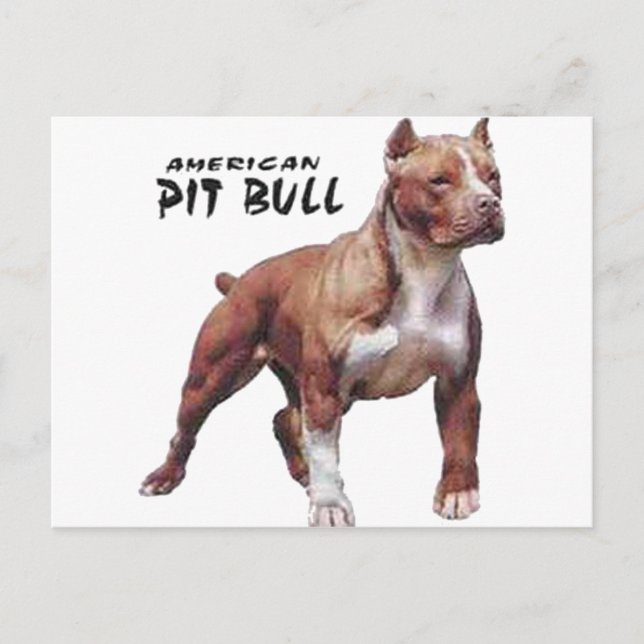 Pitbull Vykort (Framsida)