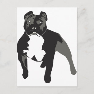 Pitbull Vykort