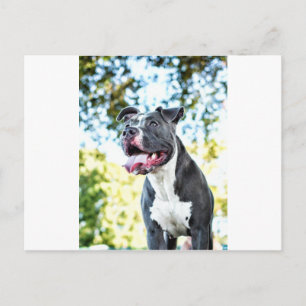Pitbull Vykort