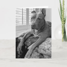 Pitbullkärlek Kort
