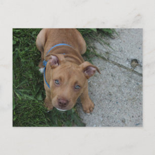 Pitbullvalp Vykort