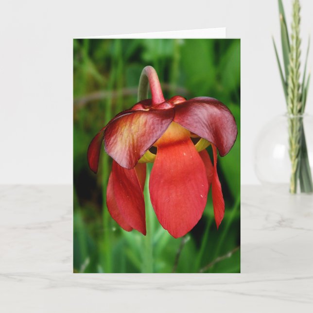 Pitcher Plant: Red Flower against Grönt Background Kort (Framsida)