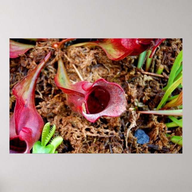Pitcher Plant & Venus Fly Trap Poster (Framsidan)