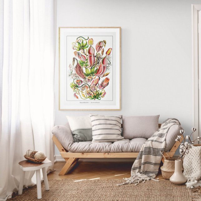 Pitcher Plant (White) | Vintage Ernst Haeckel Poster (Skapare uppladdad)