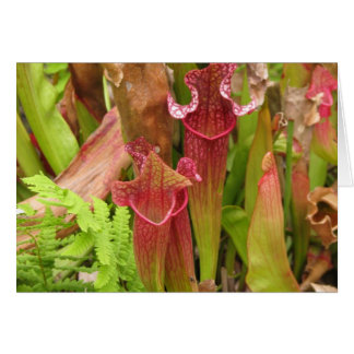 Pitcher Plants Hälsningskort