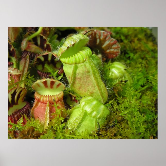 Pitcher Plants Poster (Framsidan)