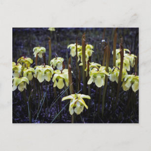 Pitcher Plants Vykort