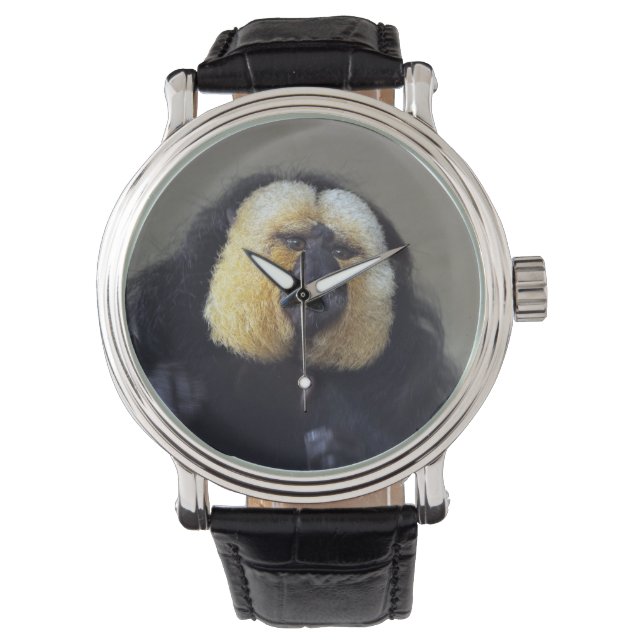 Pithecia pithecia armbandsur (Framsida)