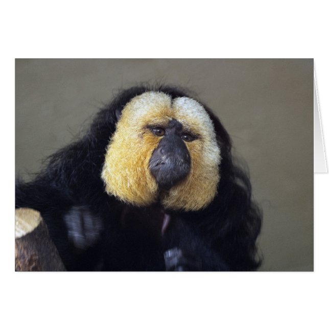 Pithecia pithecia hälsningskort (Framsidan Horizontal)