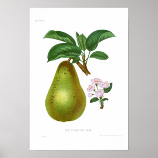 Pitmaston Pear Poster
