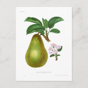 Pitmaston Pear Vykort