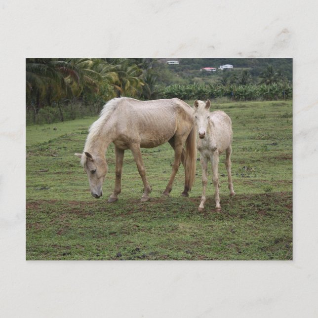 Pitons2 Vykort (Framsida)