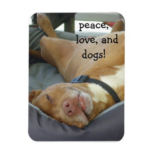 Pittbull Hund - Fred, Kärlek och Hundar Magnet