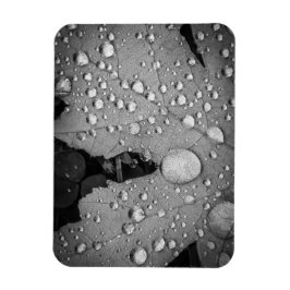 Pitter Patter - 3 tum x 4 tum Flexibel fotomagnet Magnet