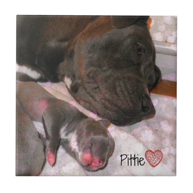 Pittie kärlek kakelplatta (Framsidan)