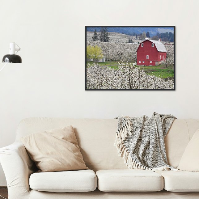 Pittoreskt rött lada och päronblommor fototryck (In Situ (Framed))