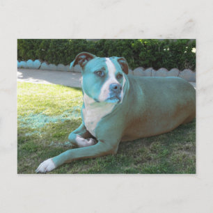 Pitty-vykort Vykort