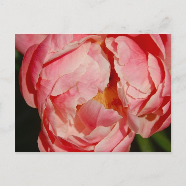 Pivoine vycard vykort (Framsida)