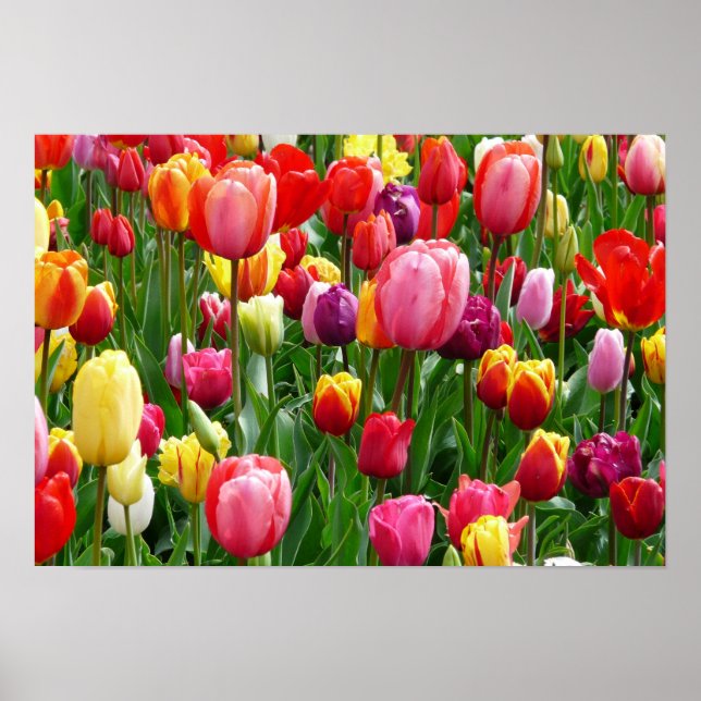 pixabay.comentulips-tulip-bed-colorful-färg-52126 poster (Framsidan)