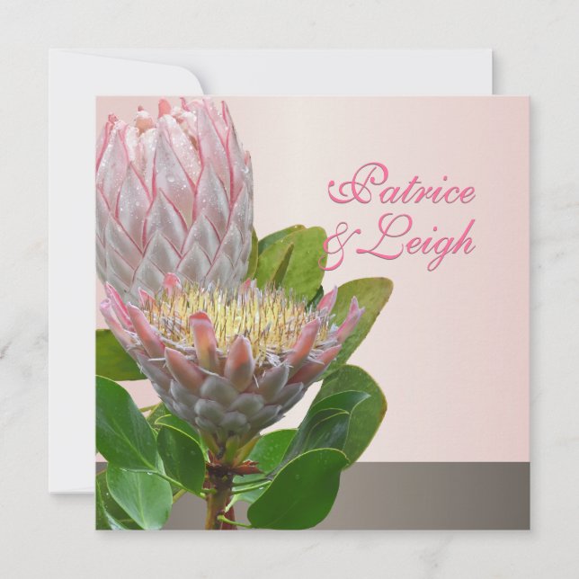 PixDezines färska maui-protea-blek rosa/diy Inbjudningar (Framsida)
