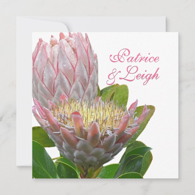 PixDezines färska maui-protea-blek rosa/diy Inbjudningar (Framsida)