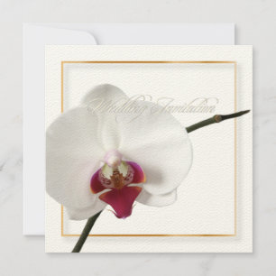 PixDezines orchids/phalaenopsis Inbjudningar