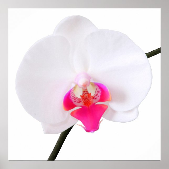 PixDezines phalaenopsis dorne/white orchid Poster (Framsidan)