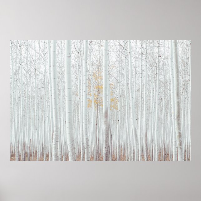 PixDezines Silverbjörkskog Poster (Framsidan)