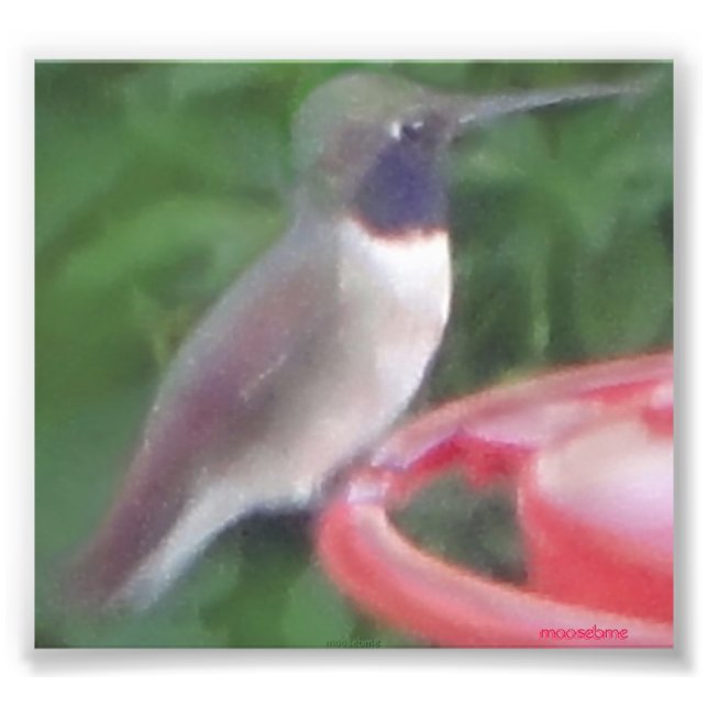 Pixelaterad Humming Bird Pic Fototryck (Framsidan)