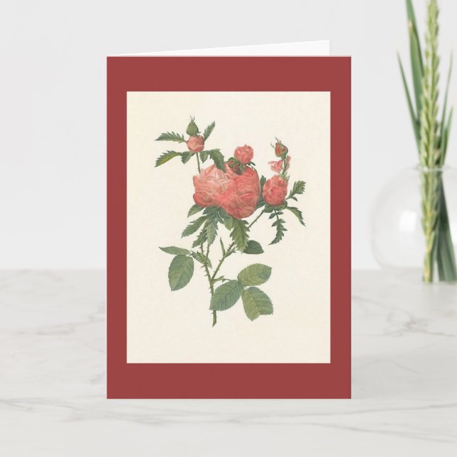 PJ Redoute - foliacea för Rosa centifoliaprolifera Kort (Framsida)