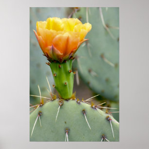 Pjöronkaktus och blomma poster